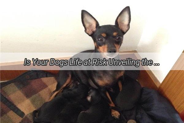 Is Your Dogs Life at Risk Unveiling the Truth About Fishball and Noodles